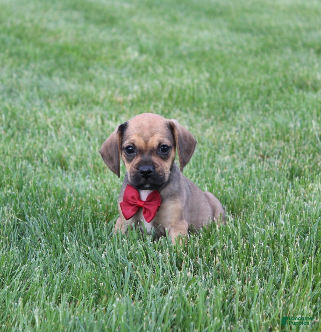 Puggle dogs Robbie - Ad 1
