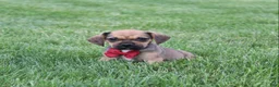 Puggle dogs for sale: Robbie - Ad 1