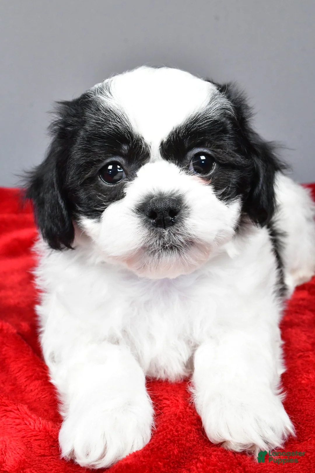 Teddy Bear dogs for sale: lincoln - Ad 5