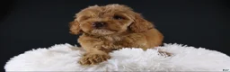 Mini Aussiedoodle dogs for sale: Swiper - Ad 3