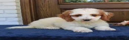 Mini Goldendoodle dogs for sale: Simba  - Ad 3