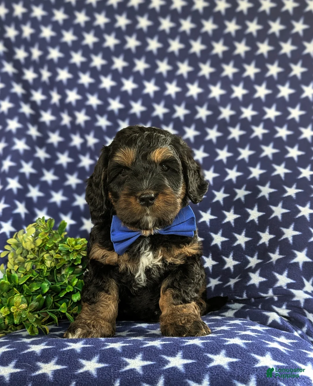 Cockapoo dogs for sale: Larenzo - Ad 2