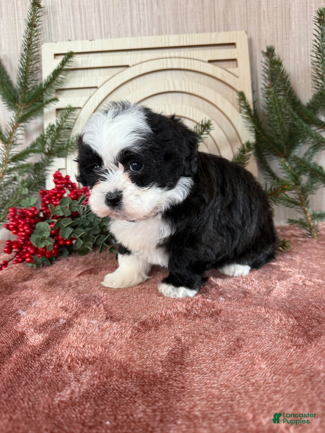 Teddy Bear dogs for sale: Stella - Ad 2