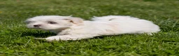 Maltese dogs for sale: Millie Maltese Puppy  - Ad 6