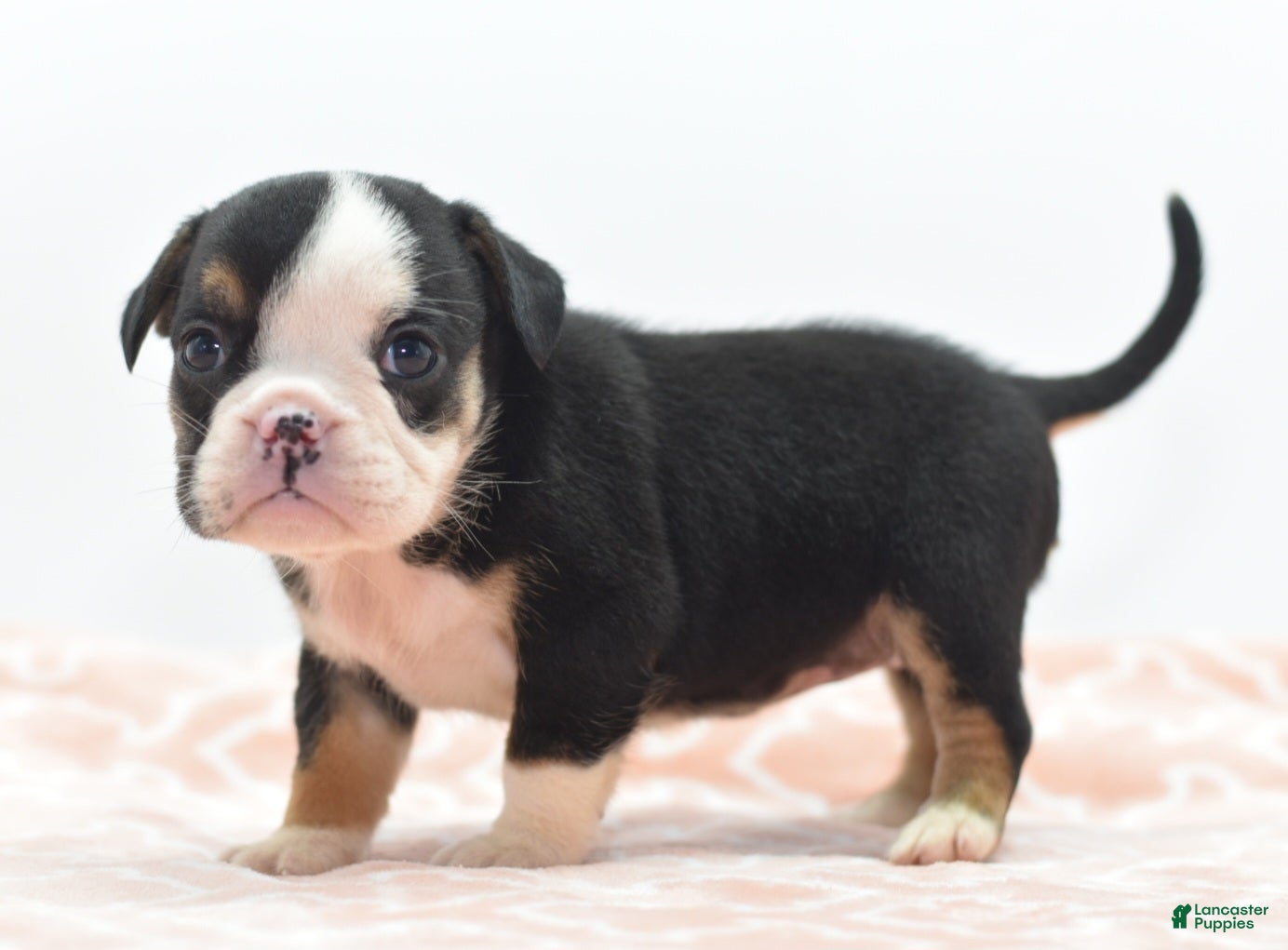 Mixed Breed dogs Princess  - Ad 2