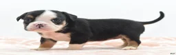 Mixed Breed dogs for sale: Princess  - Ad 2