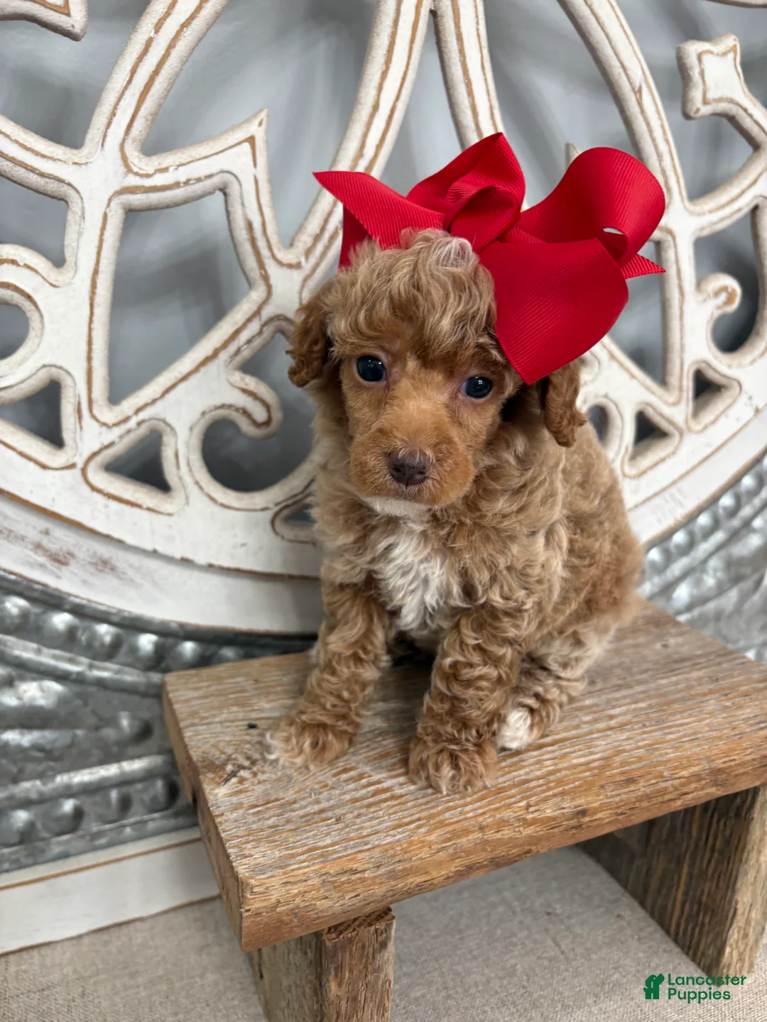Miniature Poodle dogs for sale: Red collar “poppy” - Ad 1
