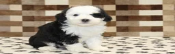 Mini Bernedoodle dogs for sale: Kelsey - Ad 4