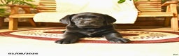 Labrador Retriever dogs for sale: Harley  - Ad 4