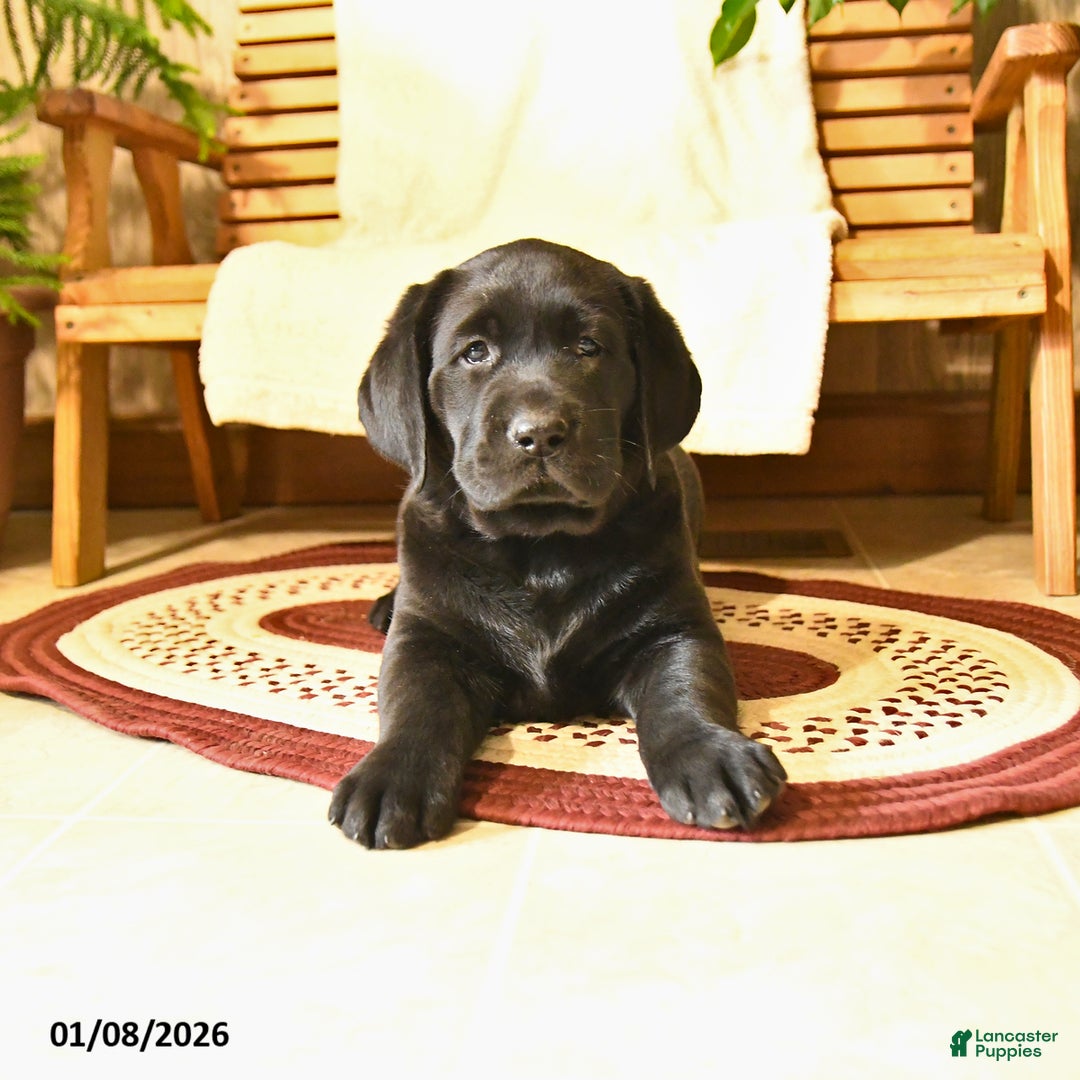 Labrador Retriever dogs for sale: Harley  - Ad 4