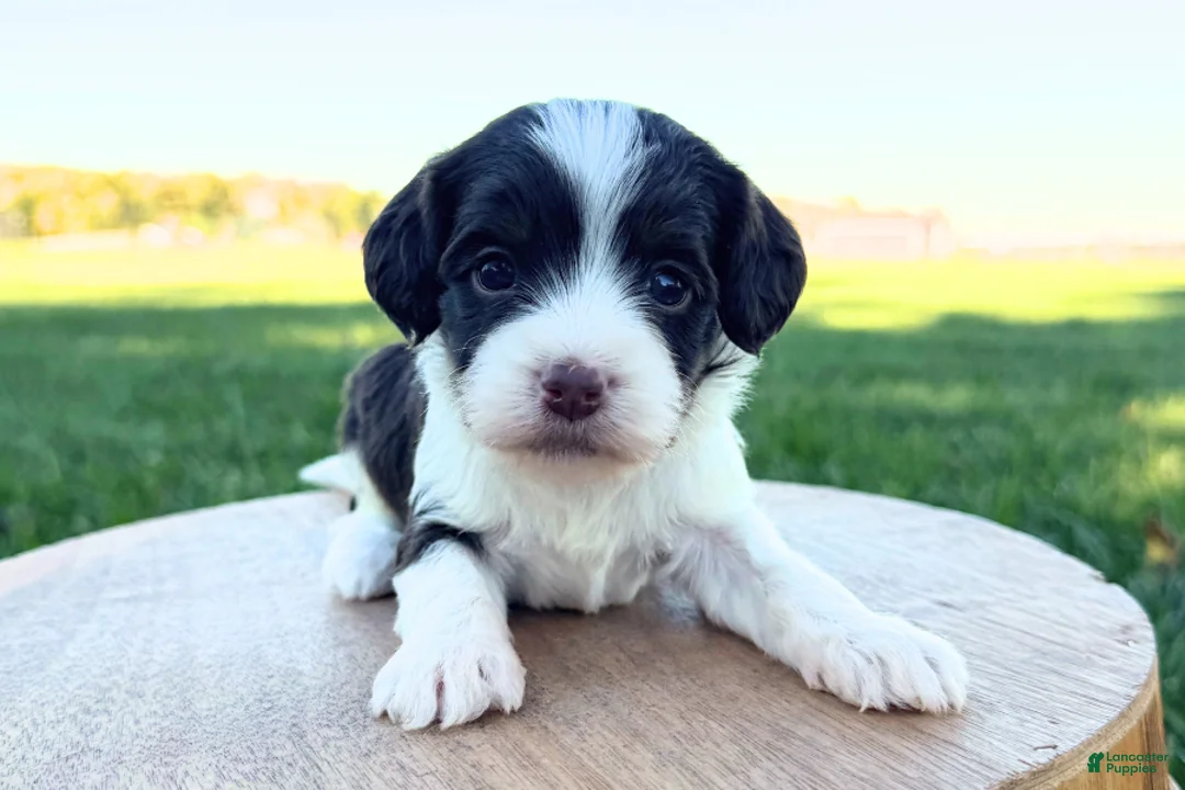 Cavapoo dogs for sale: Aria - Ad 2