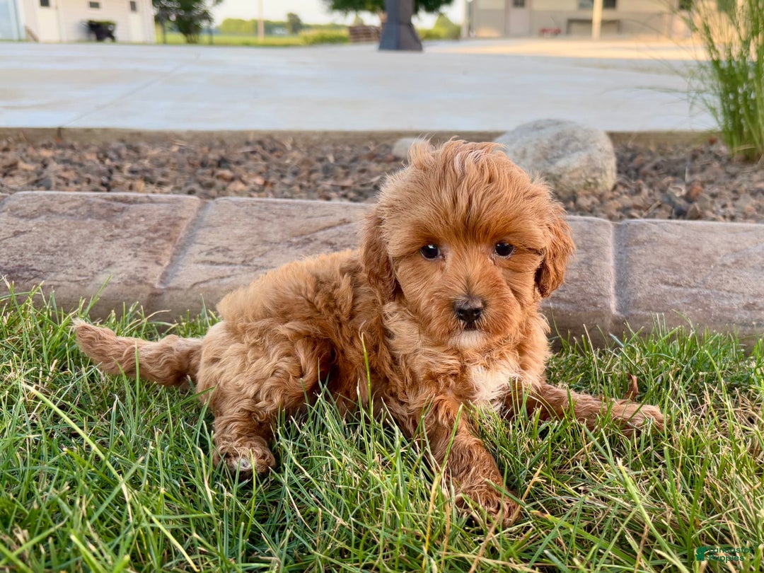 Cavapoo dogs for sale: Karla - Ad 6