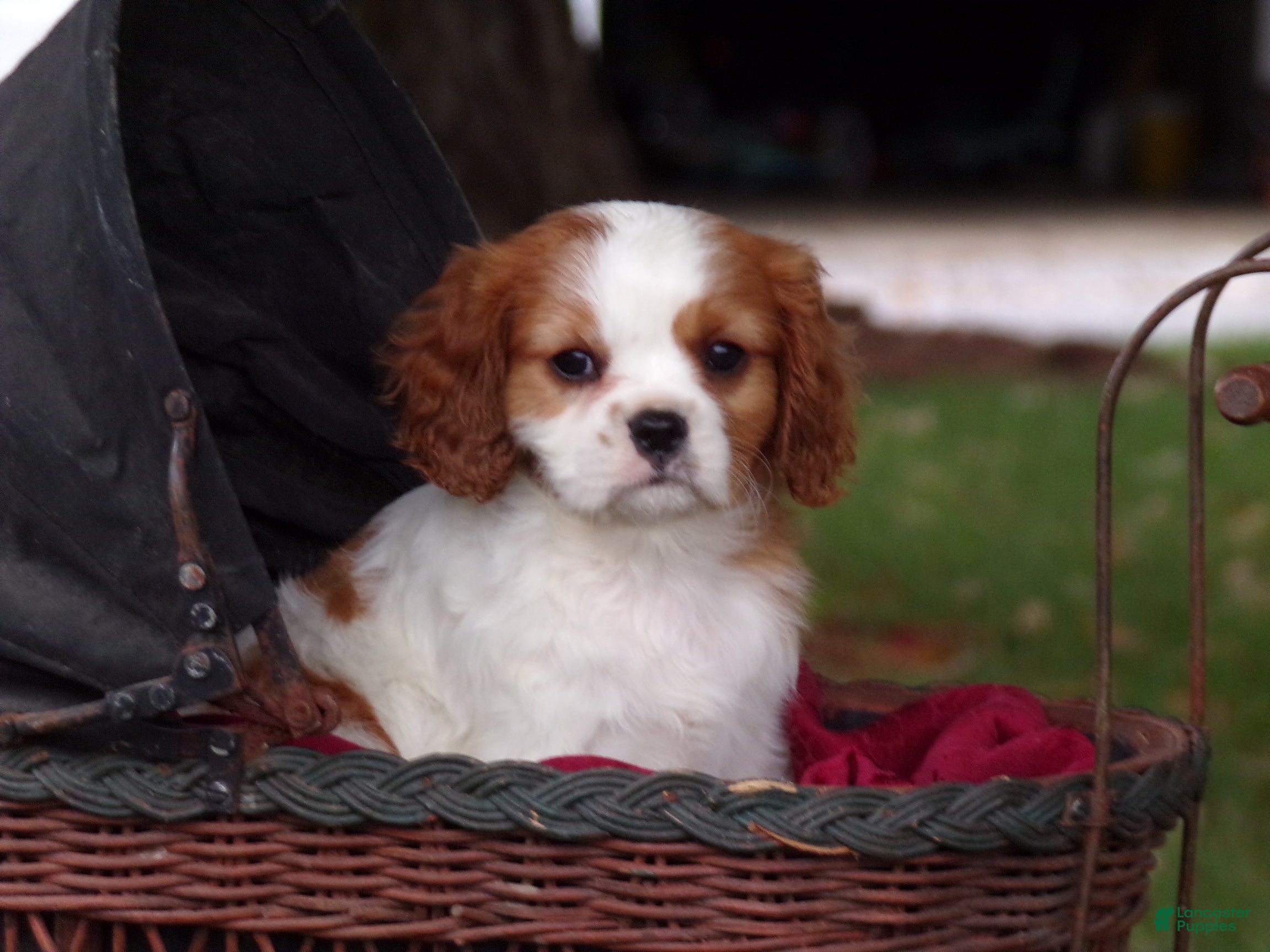 Cavalier King Charles Spaniel dogs Harley - Ad 31