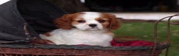 Cavalier King Charles Spaniel dogs for sale: Harley - Ad 1