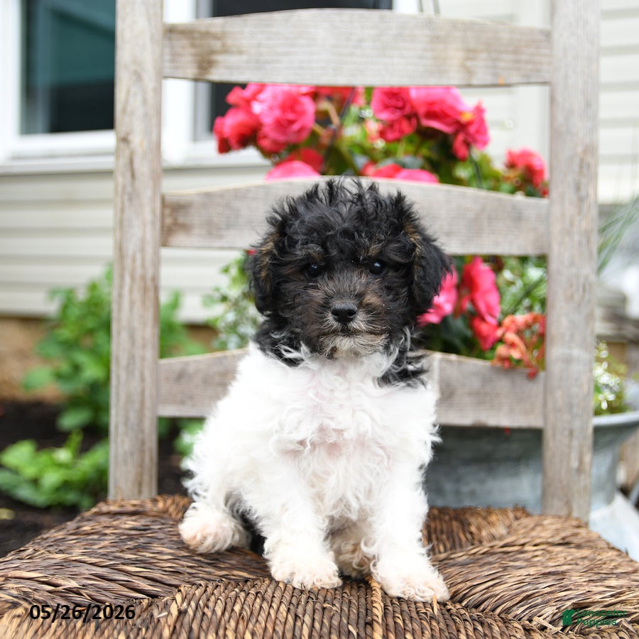 Yorkiepoo dogs Crystal  - Ad 2