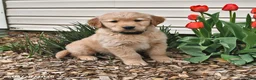 Golden Retriever dogs for sale: Roy  - Ad 10