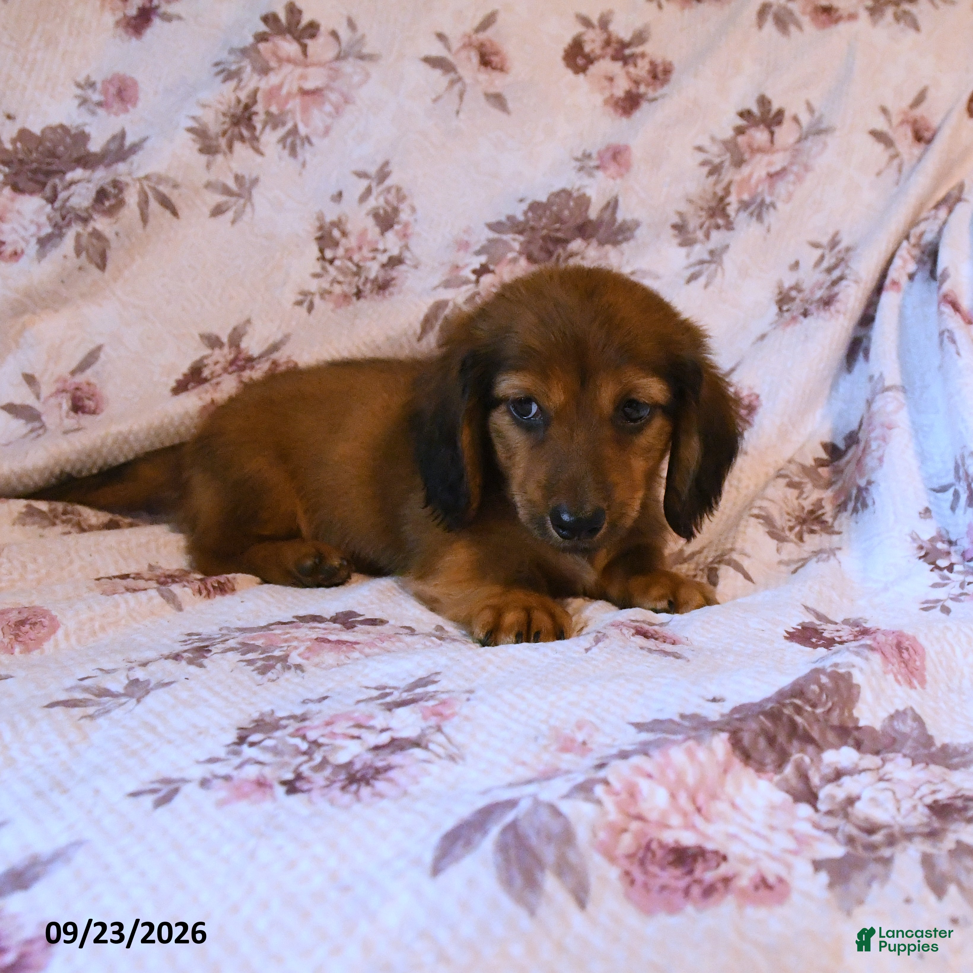 Miniature Dachshund dogs Jim - Ad 2