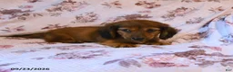 Miniature Dachshund dogs for sale: Jim - Ad 2