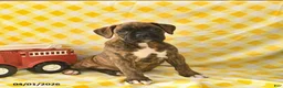 Boxer dogs for sale: Kimberly  - Ad 4