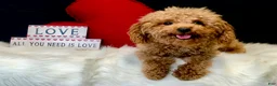 Miniature Poodle dogs for sale: Georgie - Ad 6
