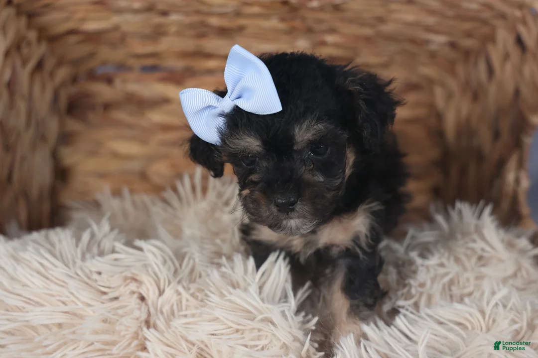 Miniature Poodle dogs for sale: Rosebud (Runt of Litter) - Ad 7