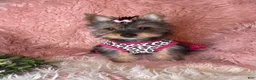 Yorkshire Terrier dogs for sale: Bloom🌸 - Ad 4