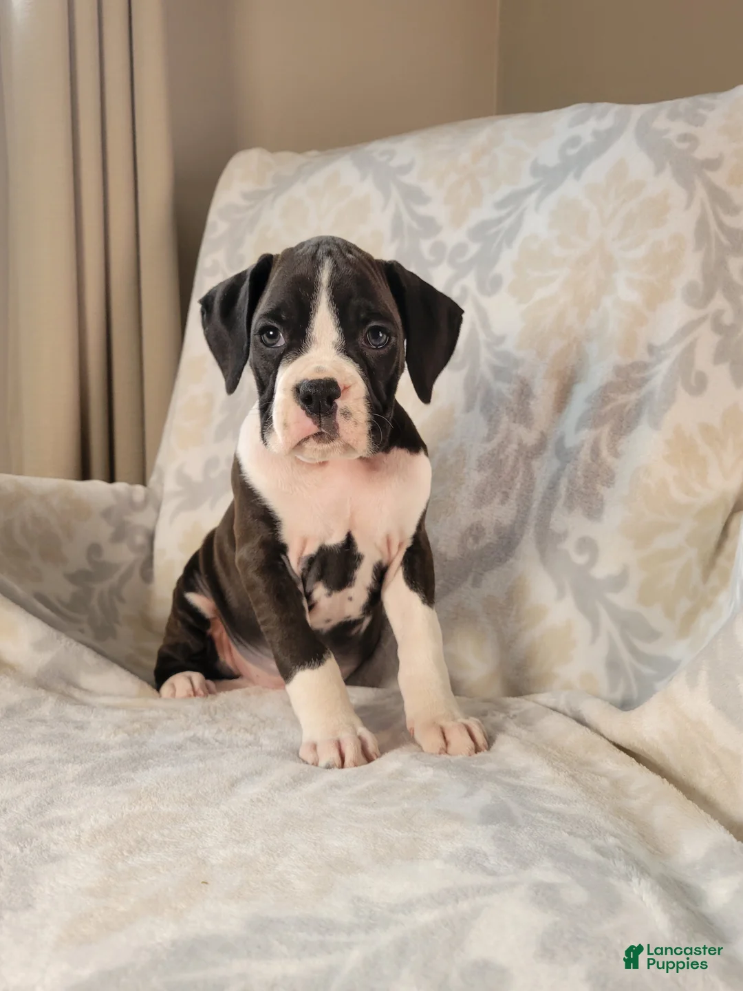 Boxer dogs for sale: Odie - Ad 1