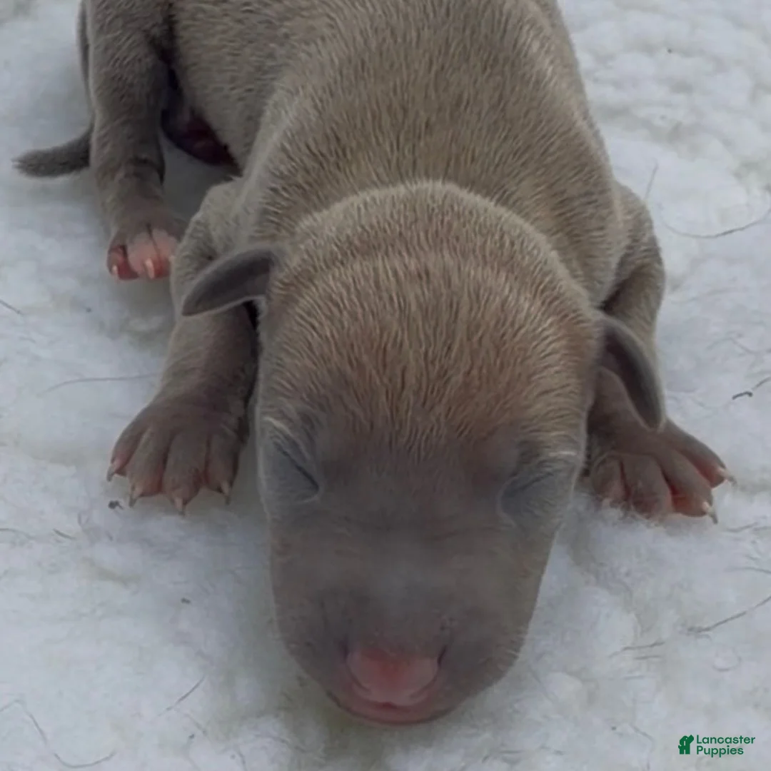 Italian Greyhound dogs for sale: Jaxx - Ad 2