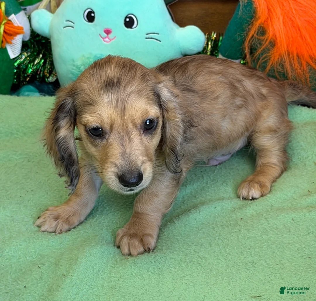 Miniature Dachshund dogs for sale: Louie - Ad 2