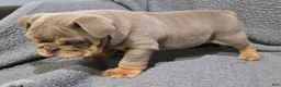 English Bulldog dogs for sale: Dick - Ad 2