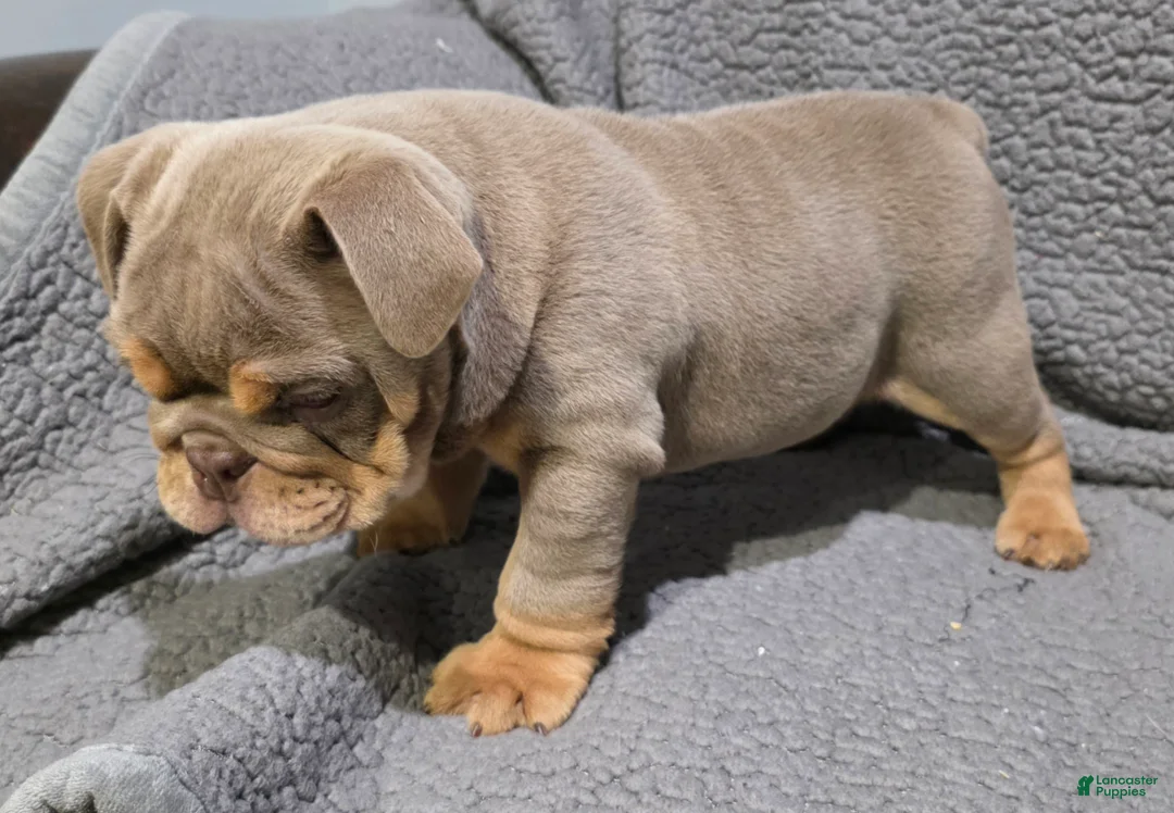English Bulldog dogs for sale: Dick - Ad 2