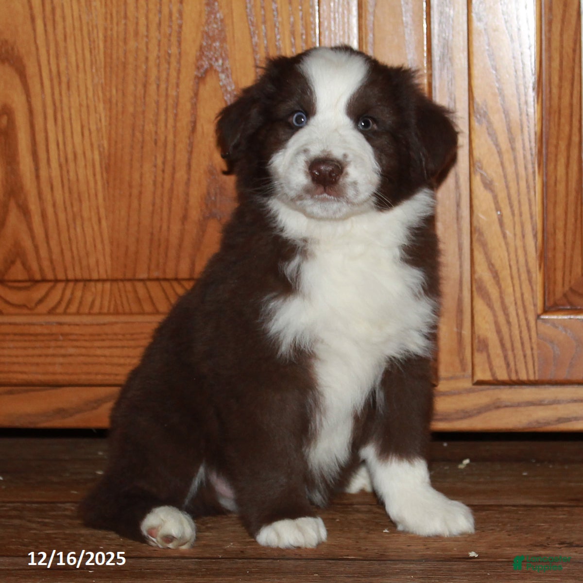 Australian Shepherd dogs Jerome - Ad 15
