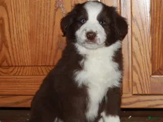 Australian Shepherd dogs Jerome - Ad 16