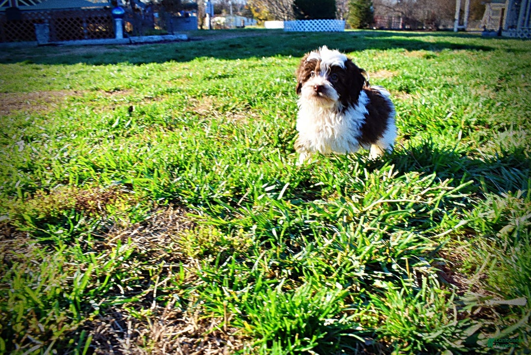 Havapoo dogs for sale: Simon - Ad 14