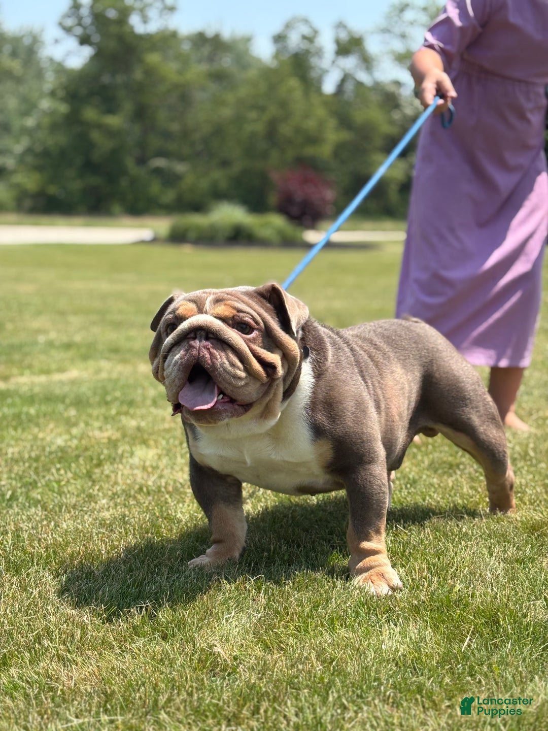 English Bulldog dogs for sale: Sage - Ad 11