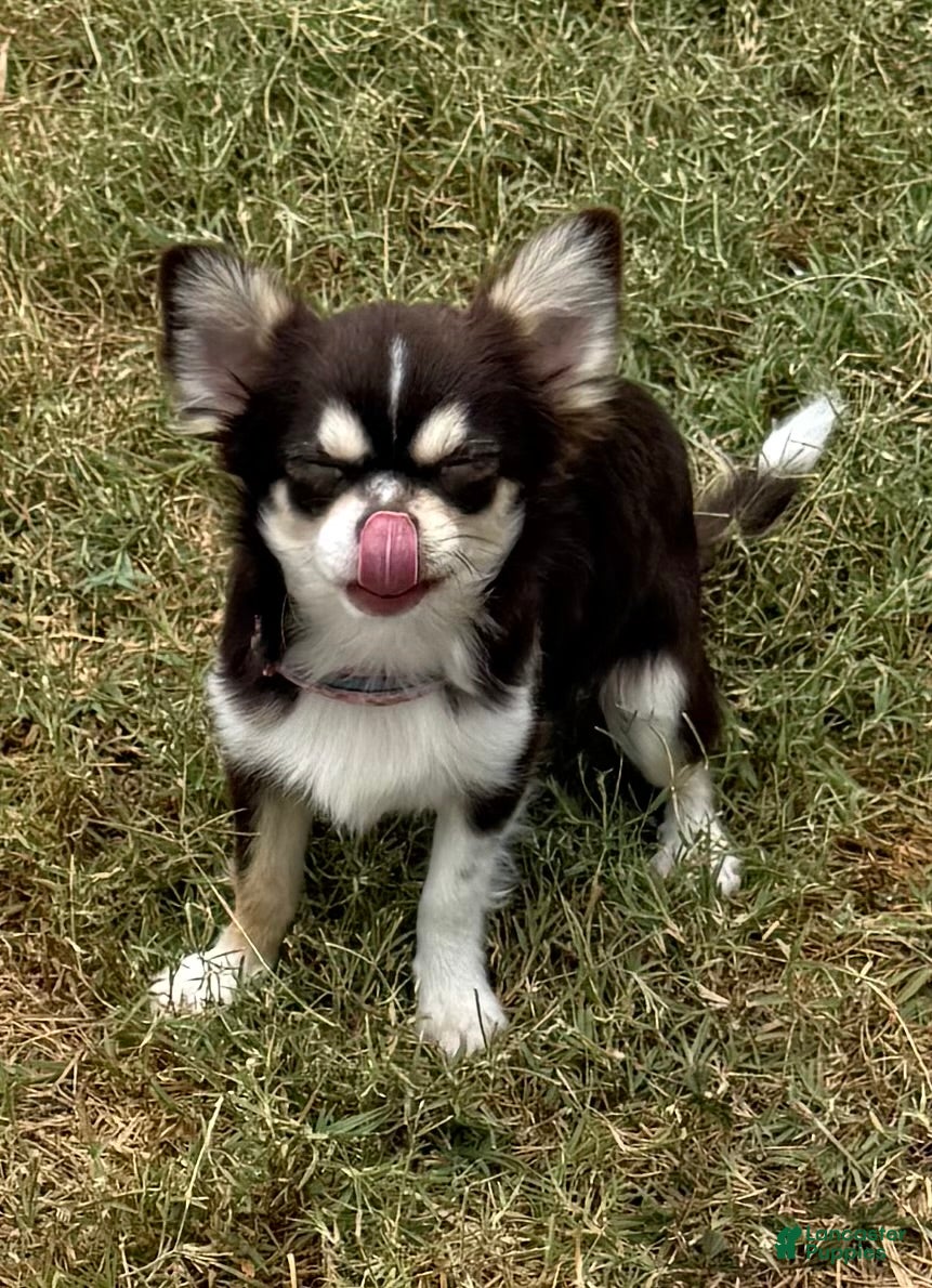 Chihuahua dogs Husky  - Ad 13