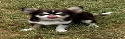Chihuahua dogs for sale: Husky  - Ad 1