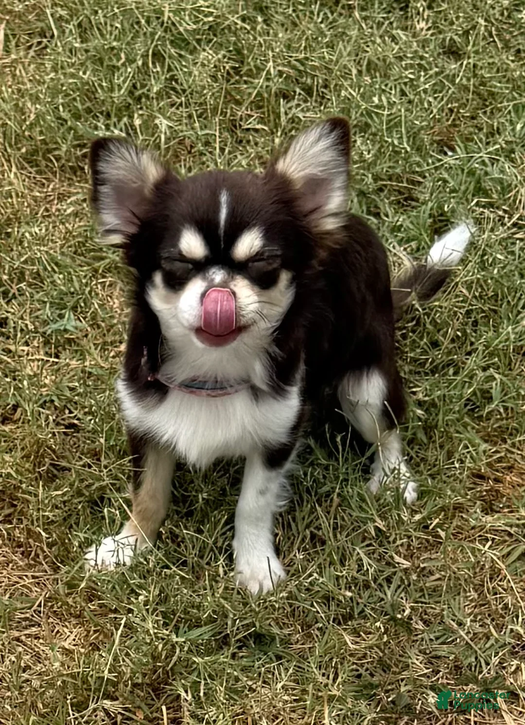 Chihuahua dogs for sale: Husky  - Ad 1