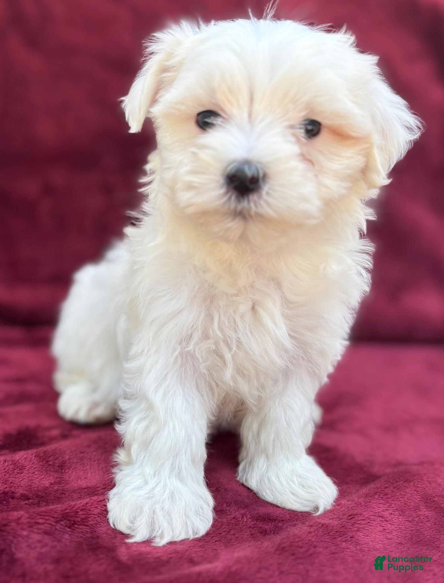 Maltese dogs Lolly - Ad 2