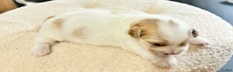 Shih Tzu dogs for sale: Shih Tzu 1 - Ad 2