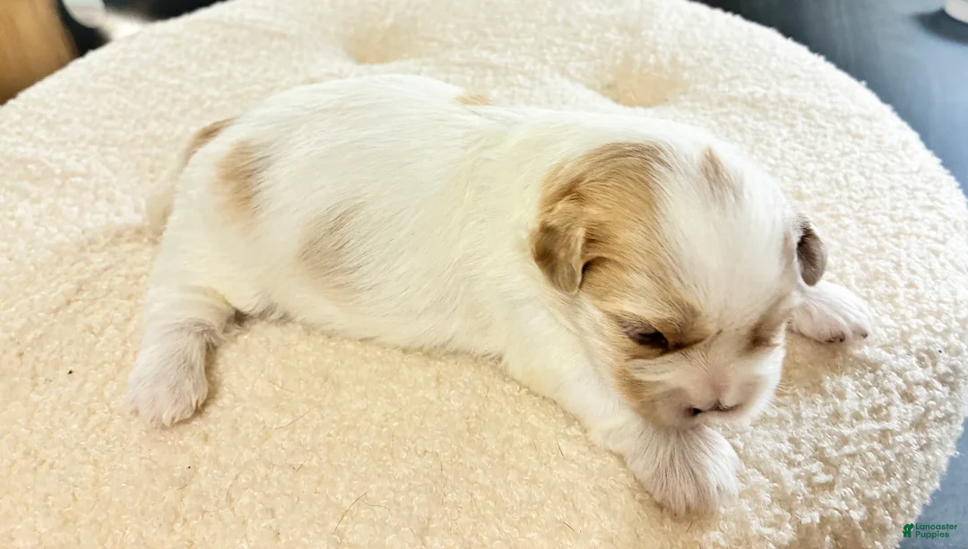 Shih Tzu dogs for sale: Shih Tzu 1 - Ad 2