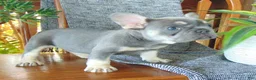 French Bulldog dogs for sale: Missy - Ad 12