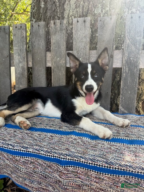 Pomsky dogs Diesel - Ad 1