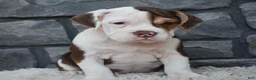 Beabull dogs for sale: Tilly - Ad 4
