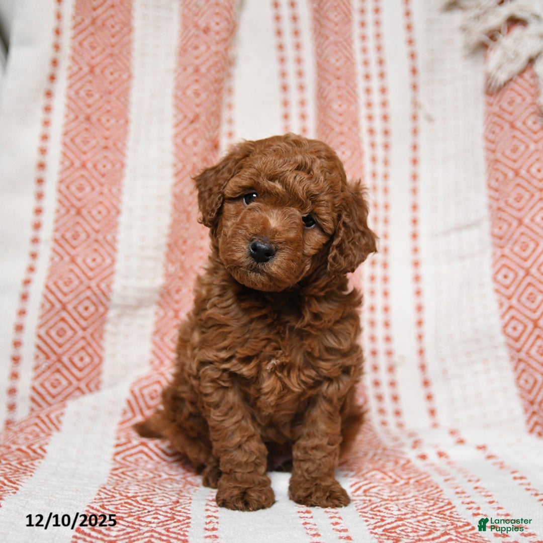 Mini Goldendoodle dogs for sale: Kirby - Ad 1
