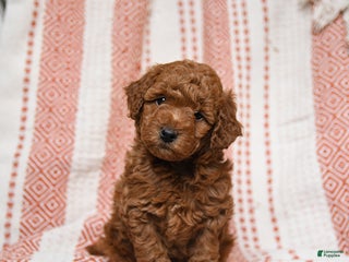 Mini Goldendoodle dogs for sale: Kirby - Ad 1