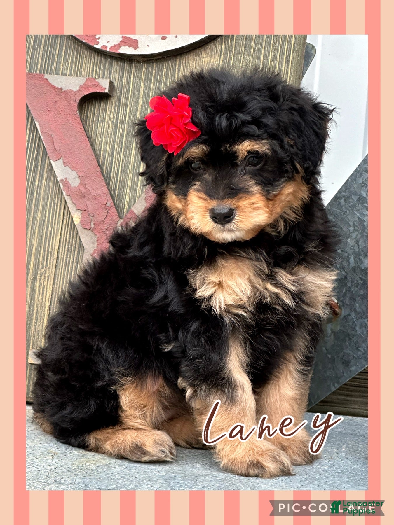 Aussiedoodle dogs Laney - Ad 17