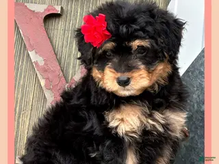 Aussiedoodle dogs Laney - Ad 21