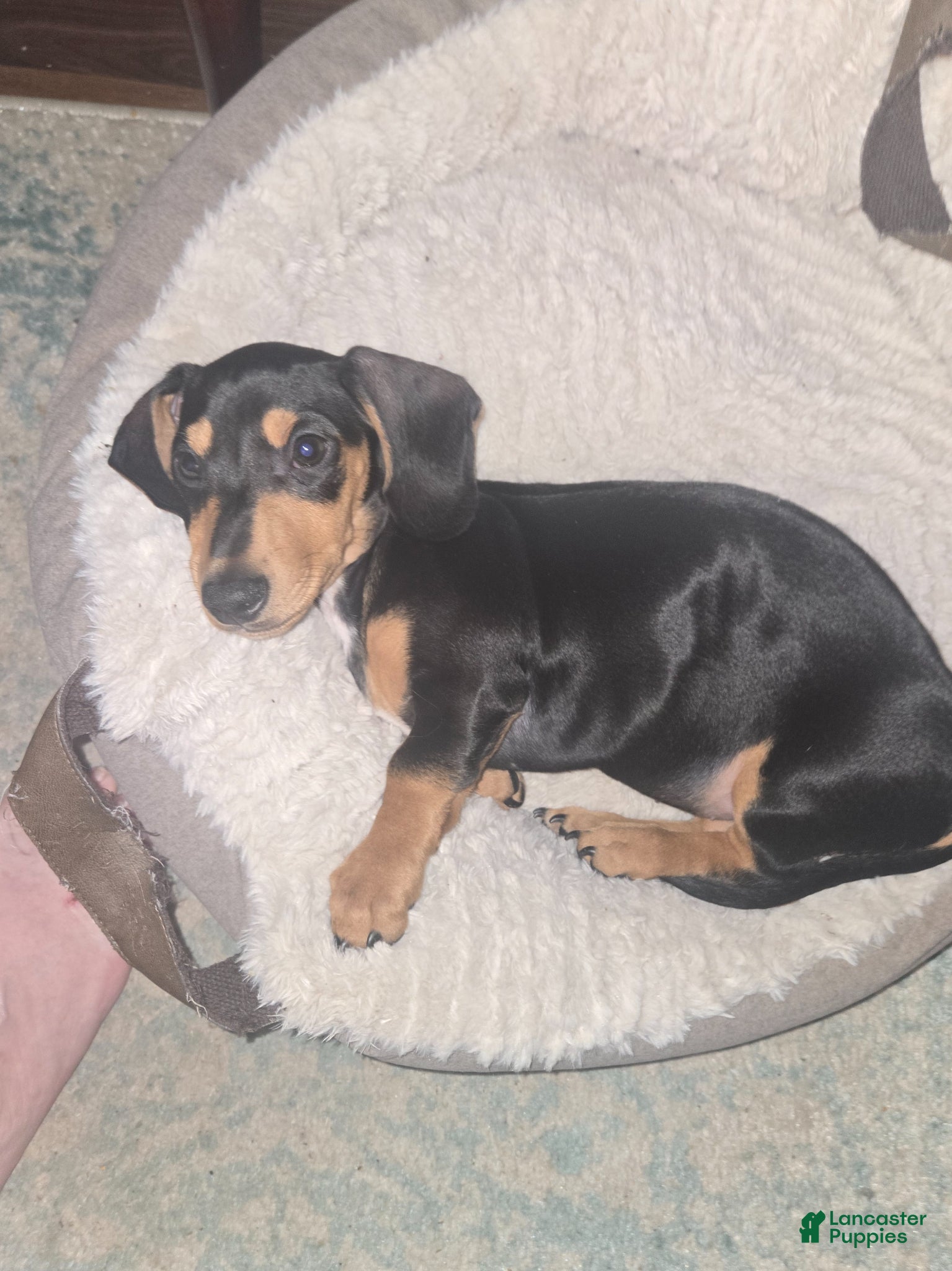 Miniature Dachshund dogs for sale: Miniature Dachshund Puppy 1 - Ad 1