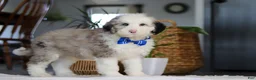 Sheepadoodle dogs for sale: Eggbert - Ad 3